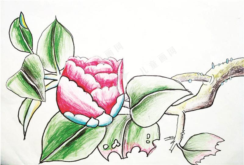 山茶花