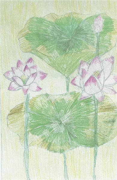 彩铅荷花