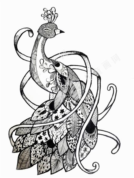 美丽的孔雀