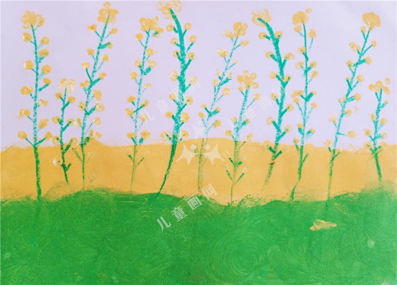 油菜花