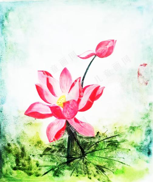荷花