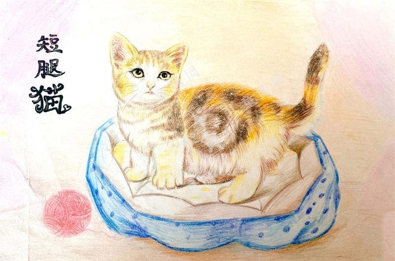 短腿猫