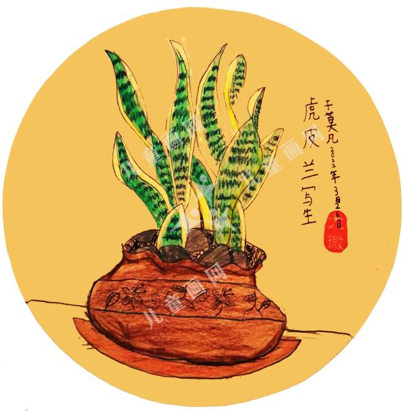 虎皮兰写生