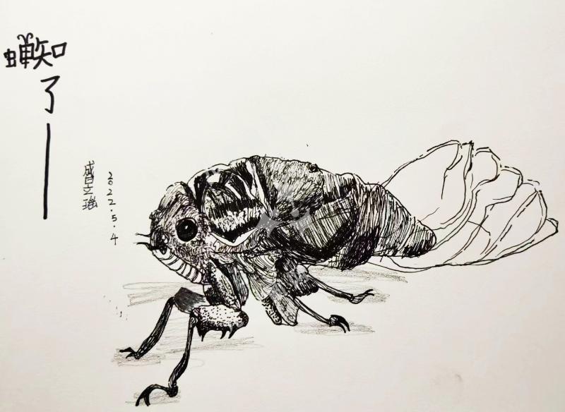 蝉