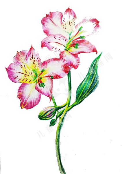 百合花开