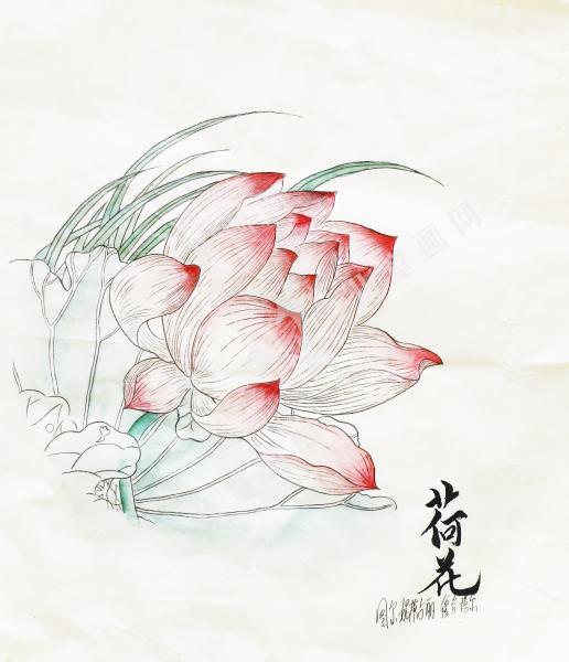 荷花