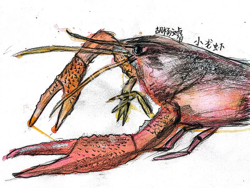 小龙虾
