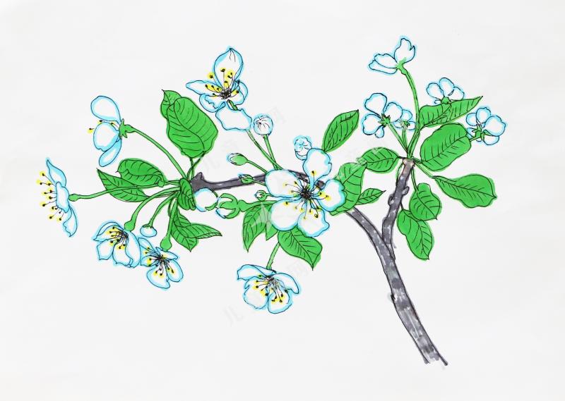 梨树开花