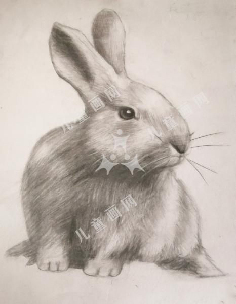 可爱的兔子