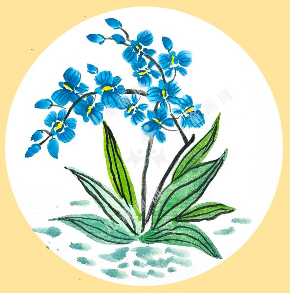 蝴蝶兰