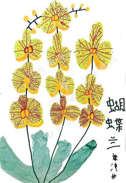 蝴蝶兰