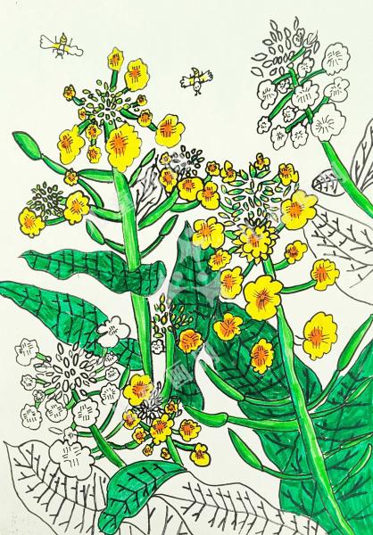 油菜花