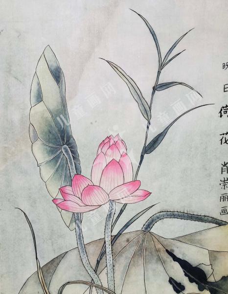 映日荷花