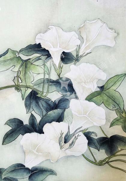 牵牛花