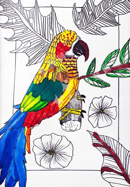 五彩斑斓的鹦鹉