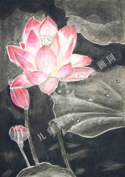 荷花