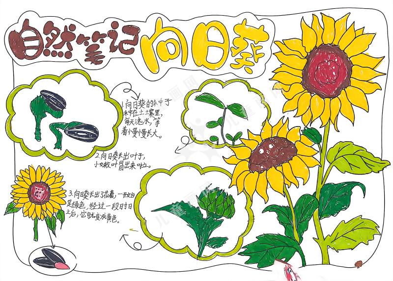 自然笔记向日葵
